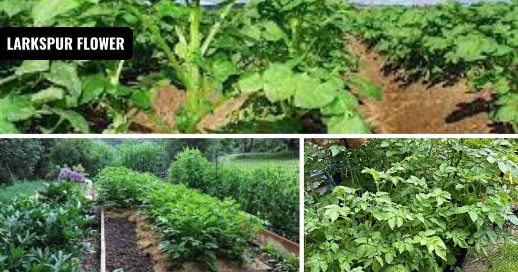 how long to grow potatoes