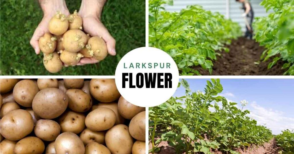 how long to grow potatoes