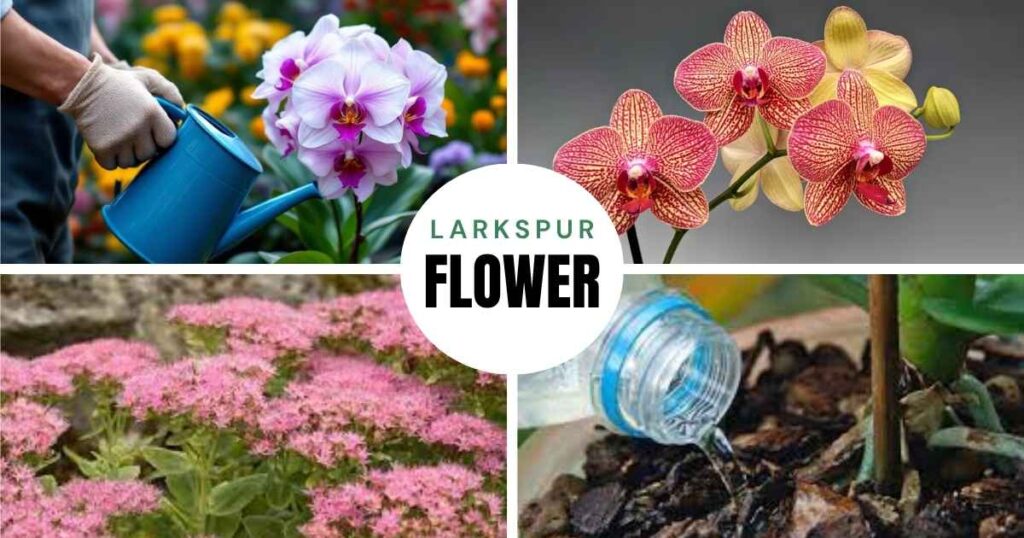 how often do you water an orchid