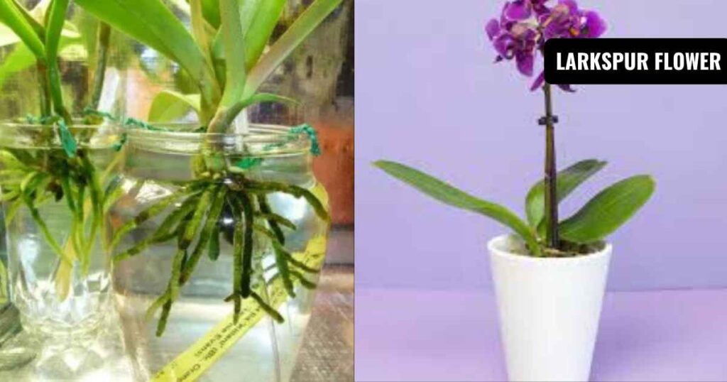 how often do you water an orchid