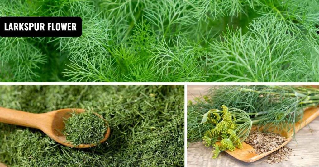 how to dry dill