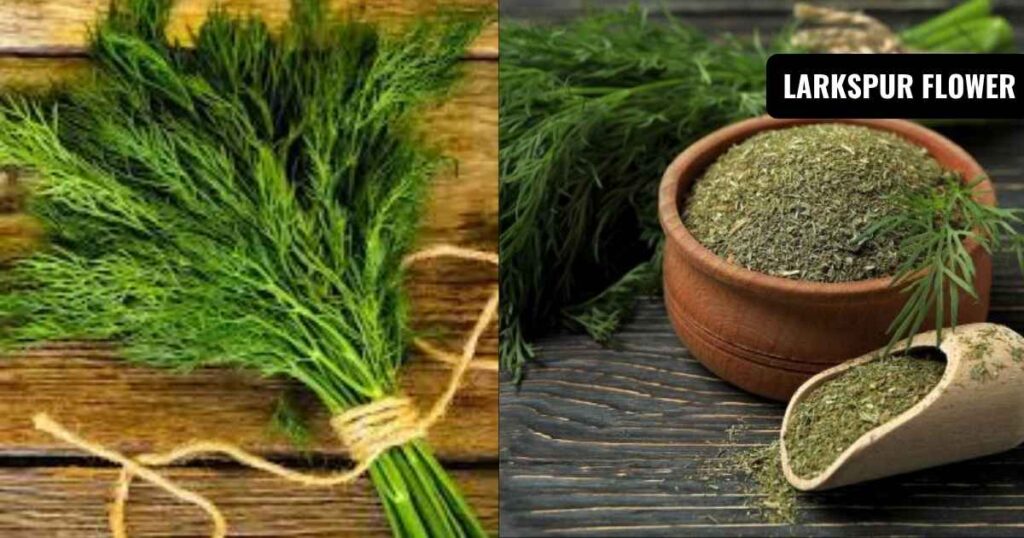 how to dry dill