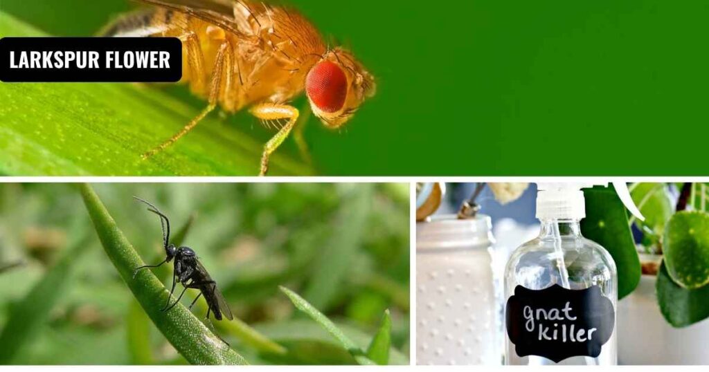 how to get rid of gnats outside