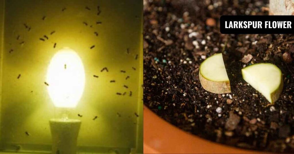 how to get rid of gnats outside naturally and with lights