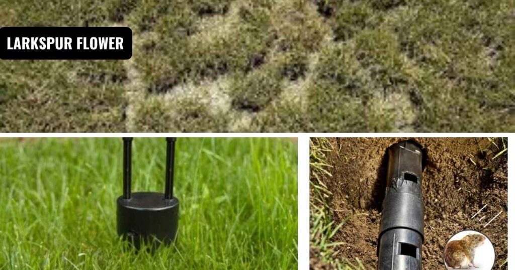 how to get rid of voles