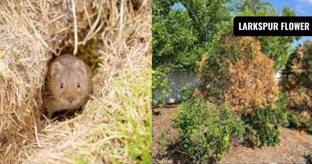 how to get rid of voles