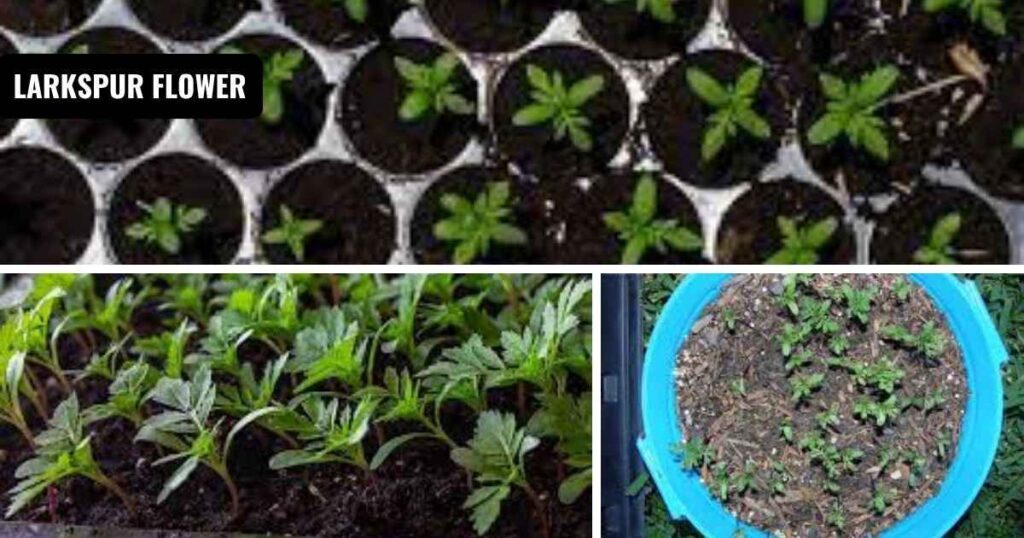 how to start marigold seeds