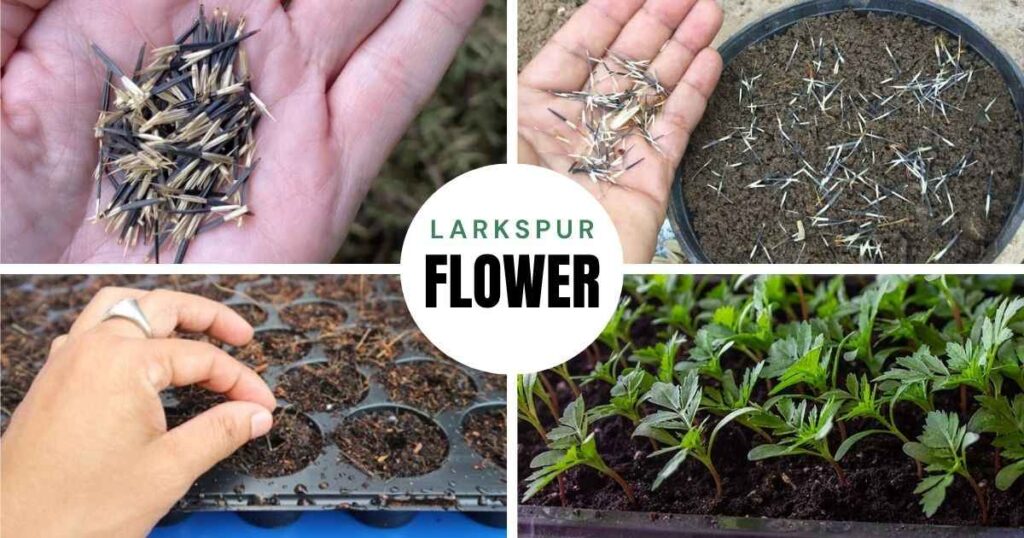 how to start marigold seeds