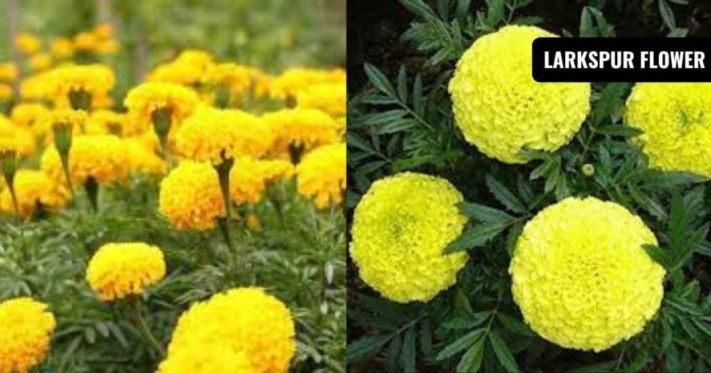 how to start marigold seeds