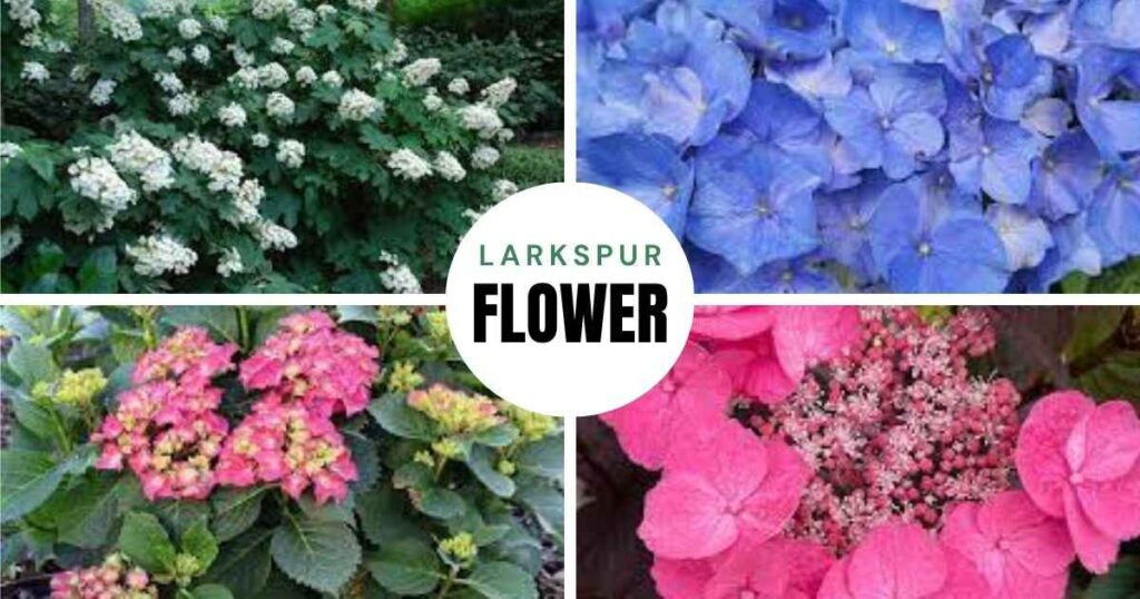 hydrangea shade plants