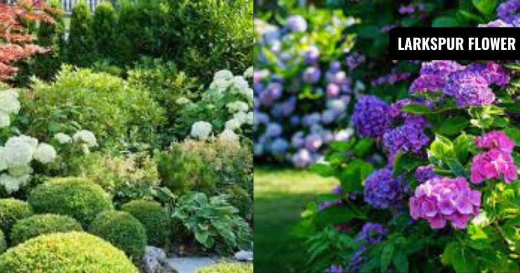 hydrangea shade plants: Design ideas for shady gardens