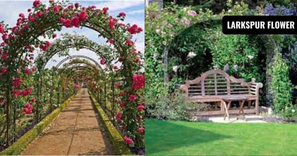 metal garden arch