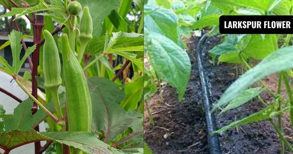 okra watering