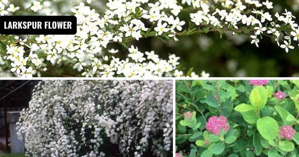 spirea
