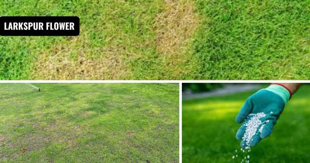 when does grass stop growing