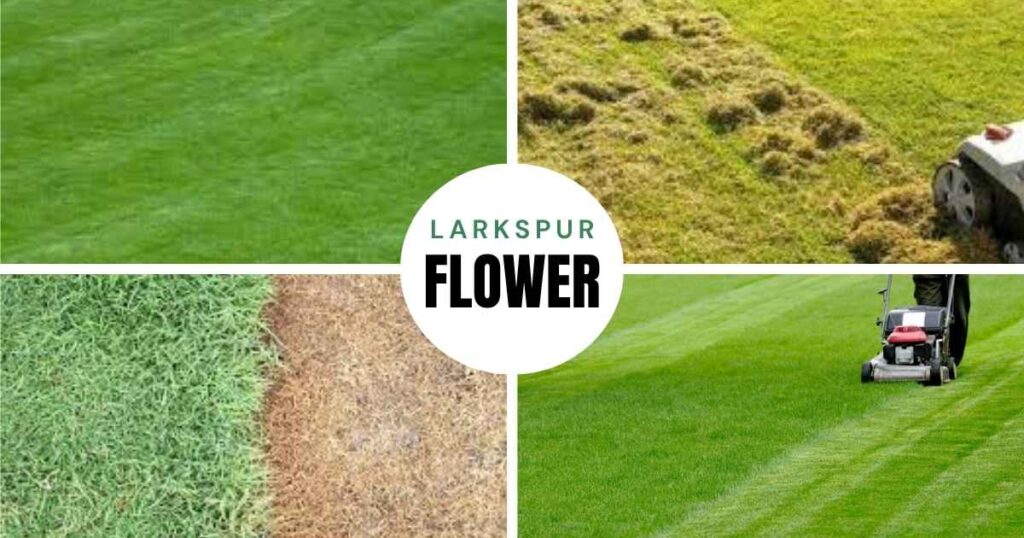 when does grass stop growing