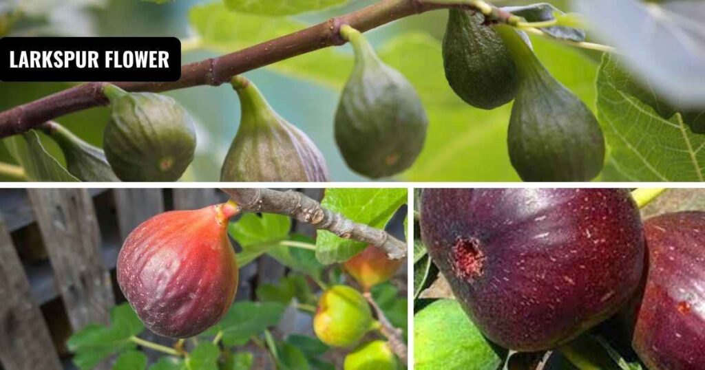 when is fig season