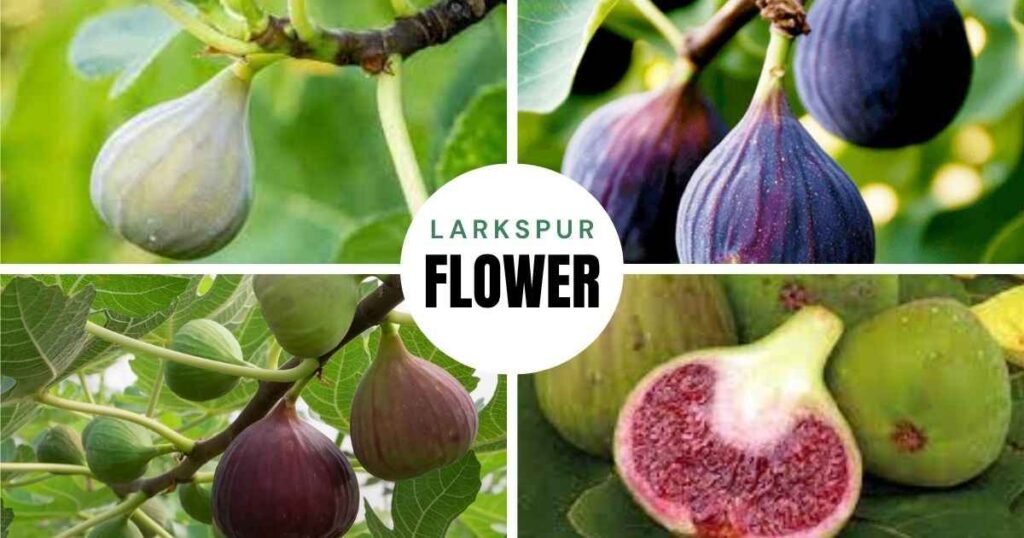 when is fig season