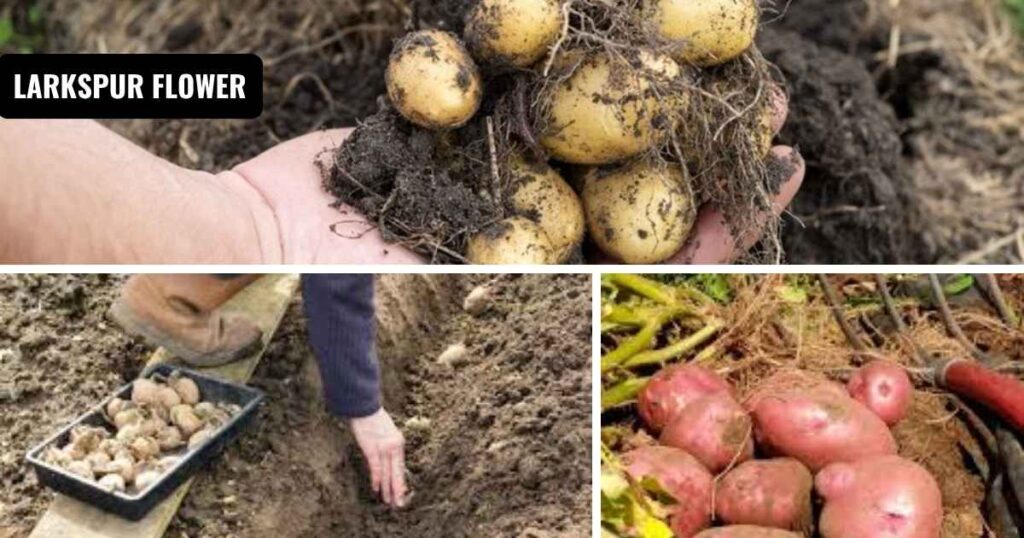 when should you plant potatoes