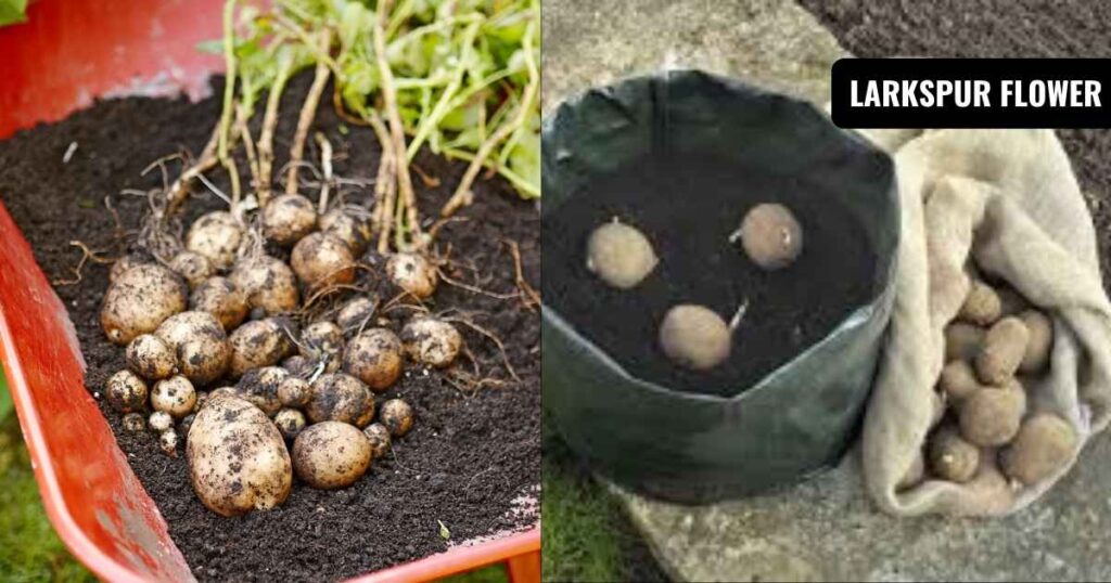 when should you plant potatoes