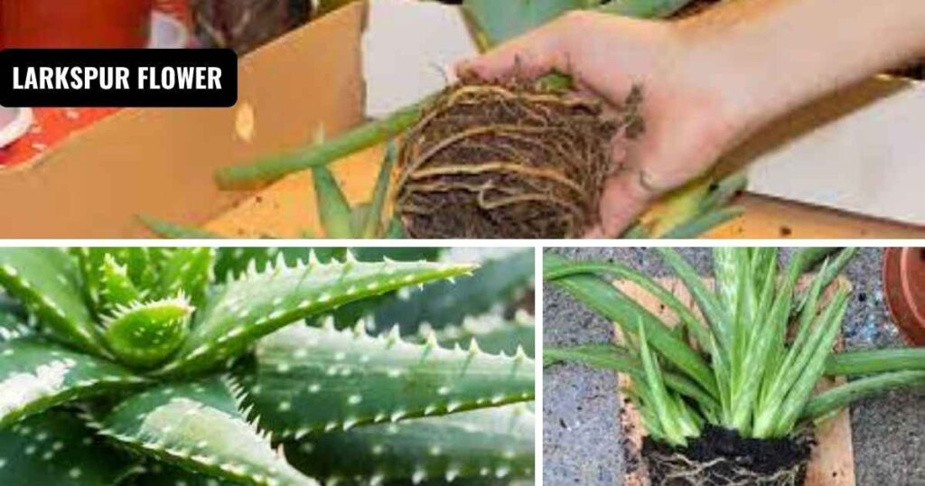 how do you repot aloe plants