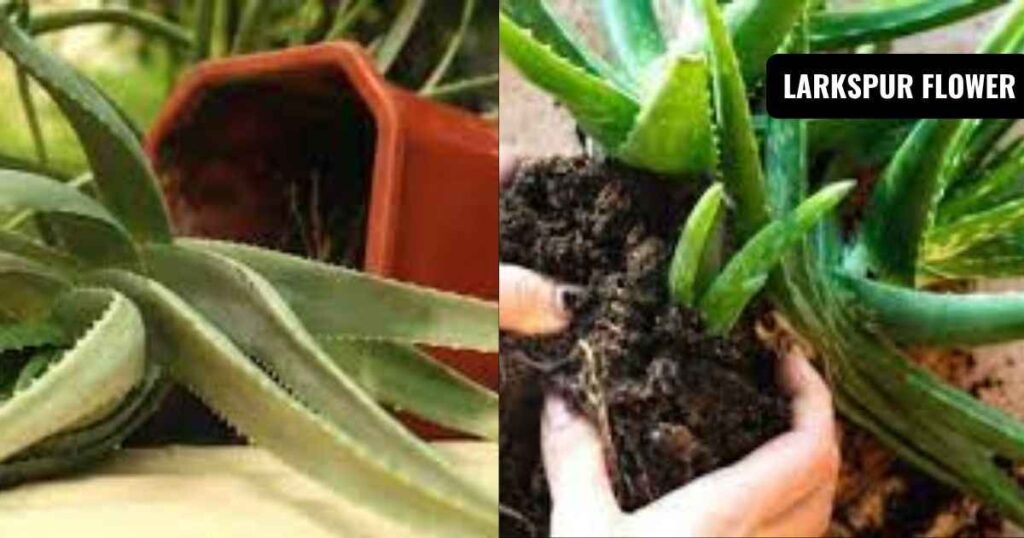 how do you repot aloe plants