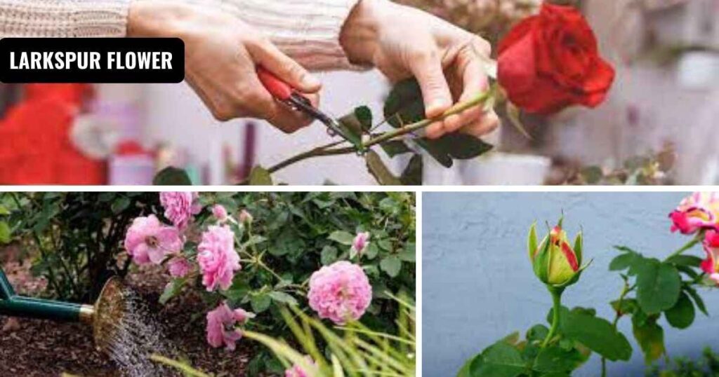 how long do roses last