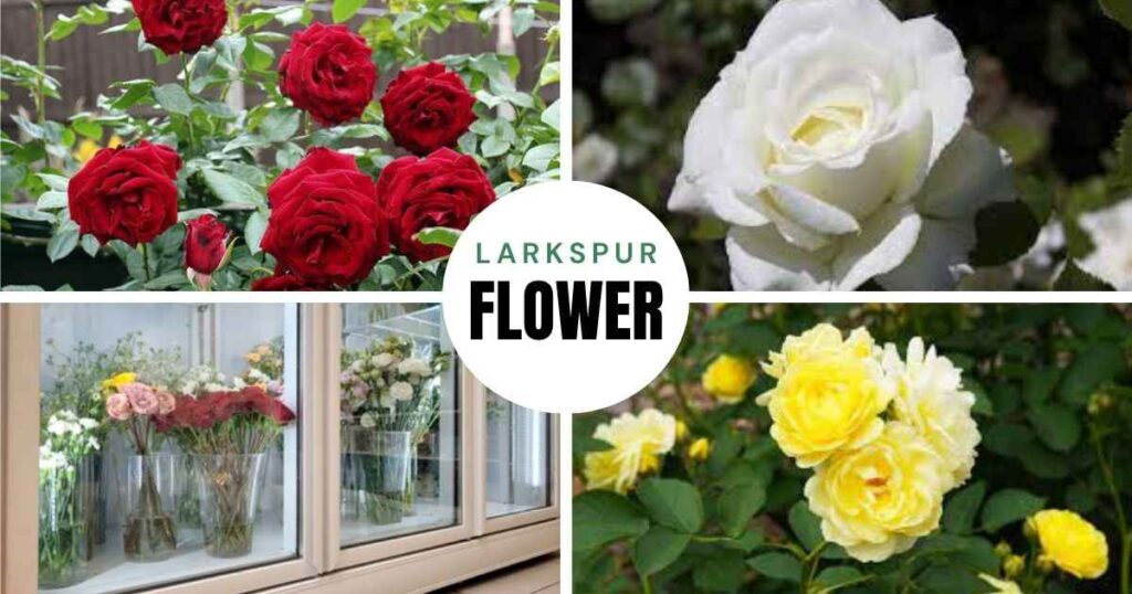 how long do roses last