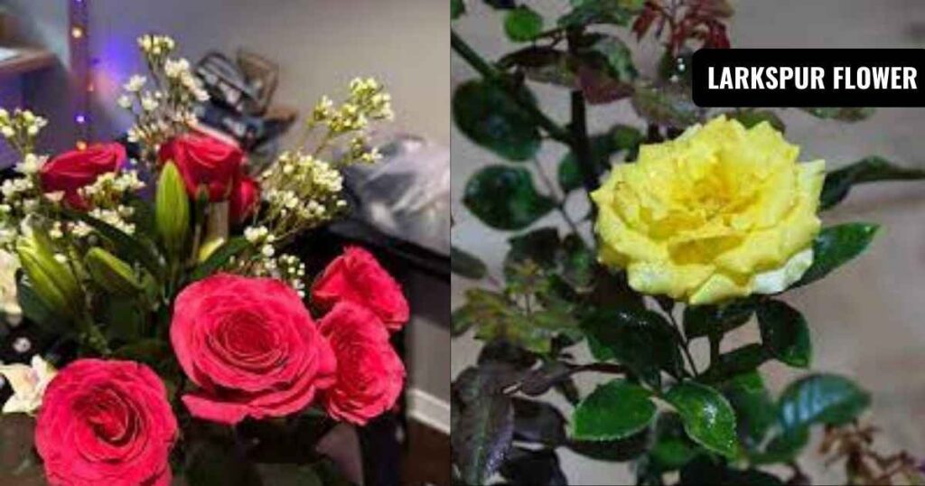 how long do roses last