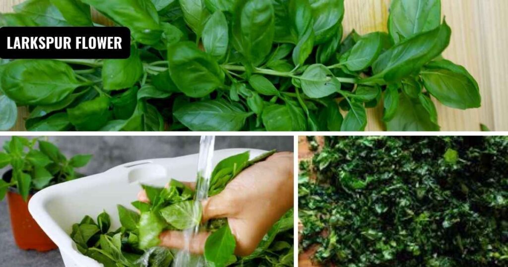 how to freeze fresh basil