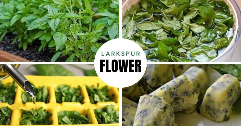 how to freeze fresh basil