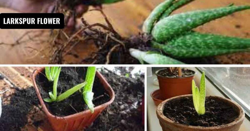 how to repot an aloe vera plant