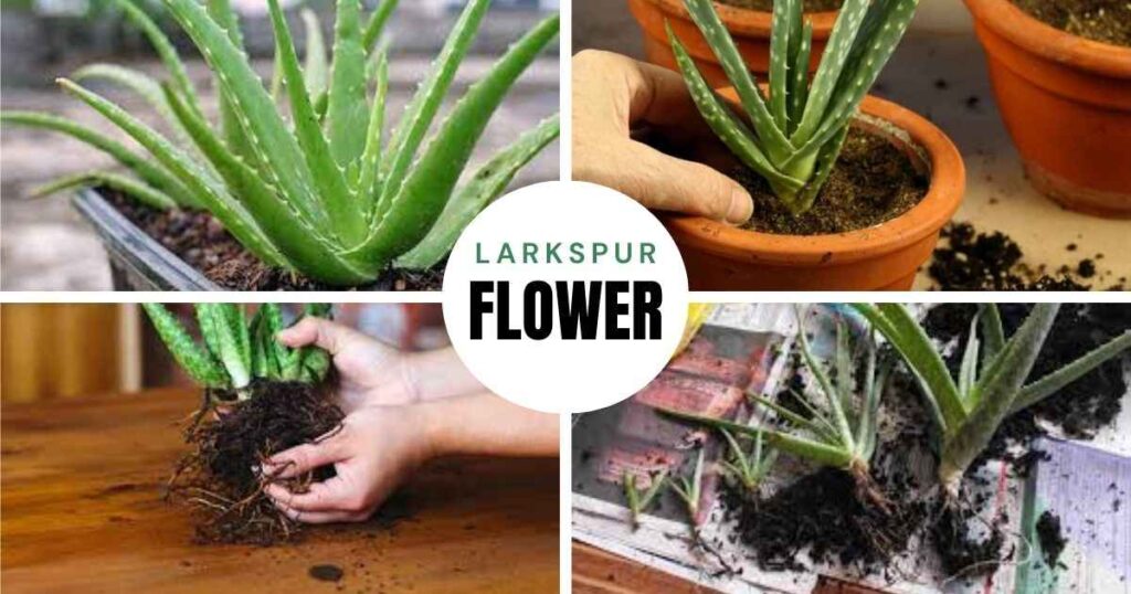 how to repot an aloe vera plant