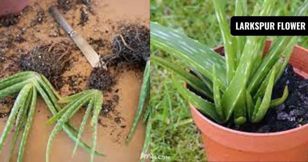 how to repot an aloe vera plant