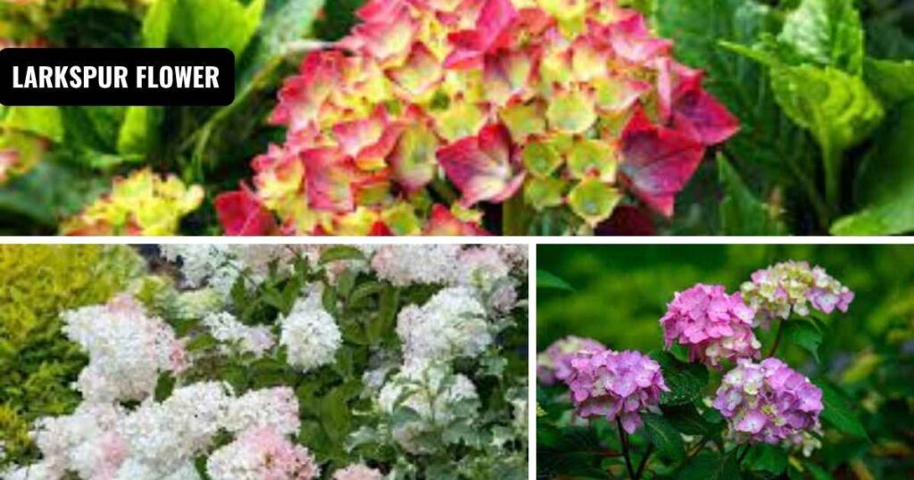 hydrangea care