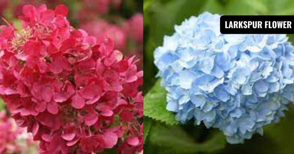 hydrangea care