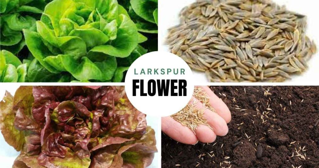 lettuce seeds
