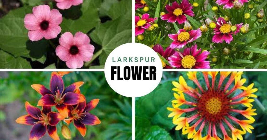 perennial flowers that flower all summer