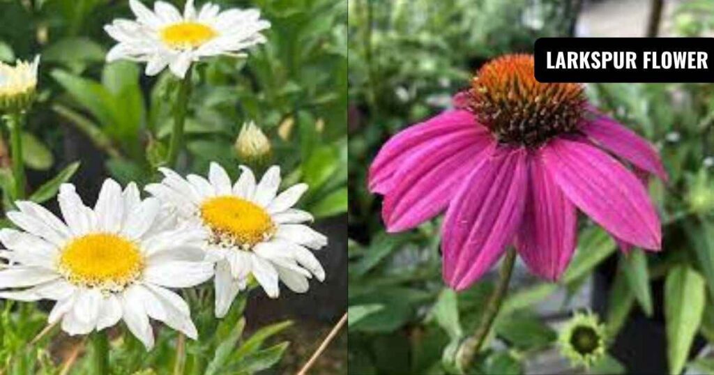 perennial flowers that flower all summer