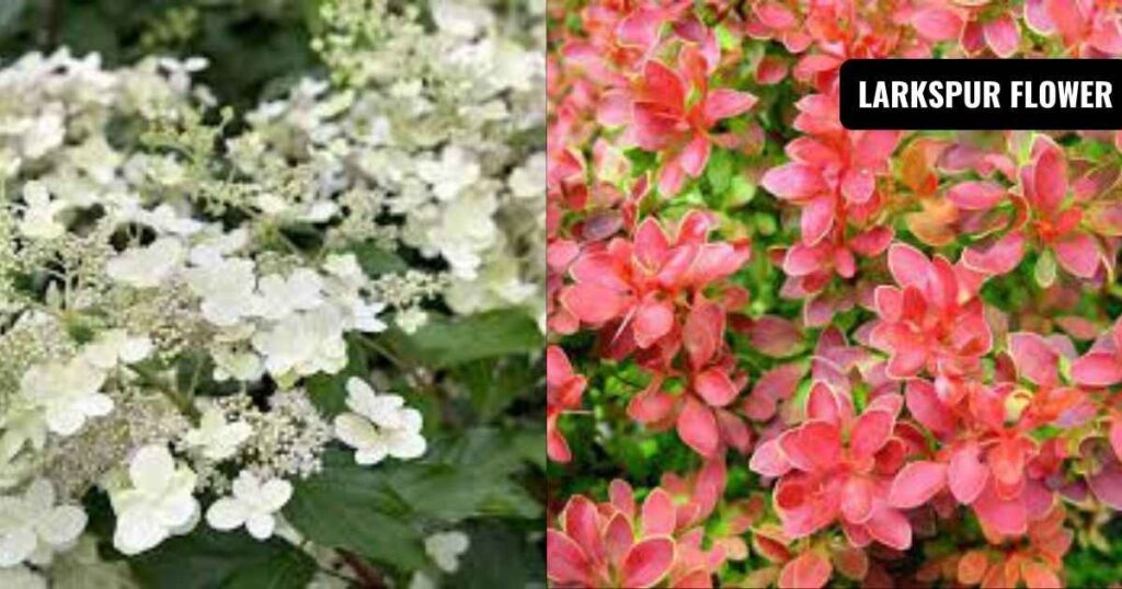 shrubs for full sun