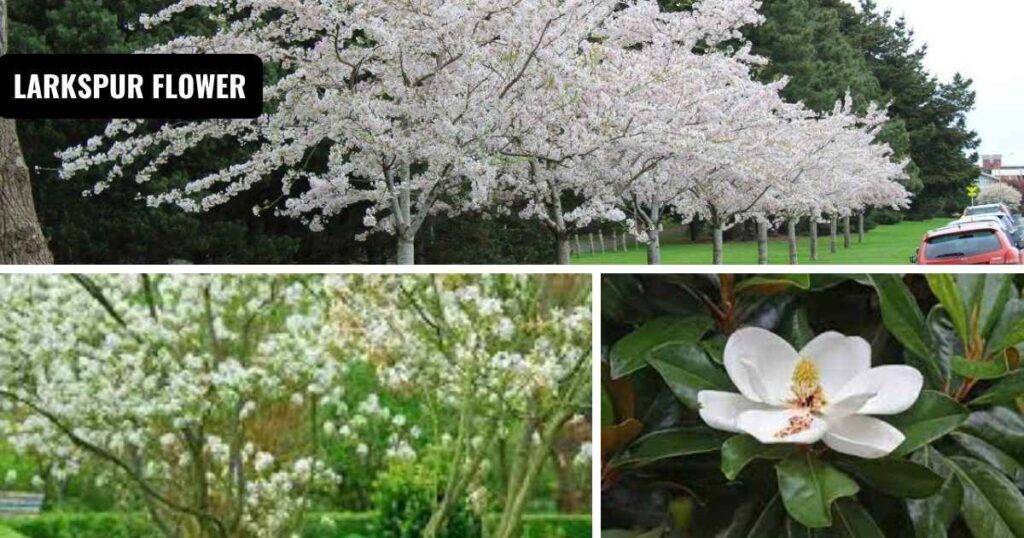 tree with white flowers