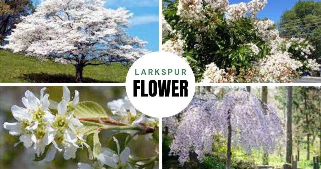 tree with white flowers