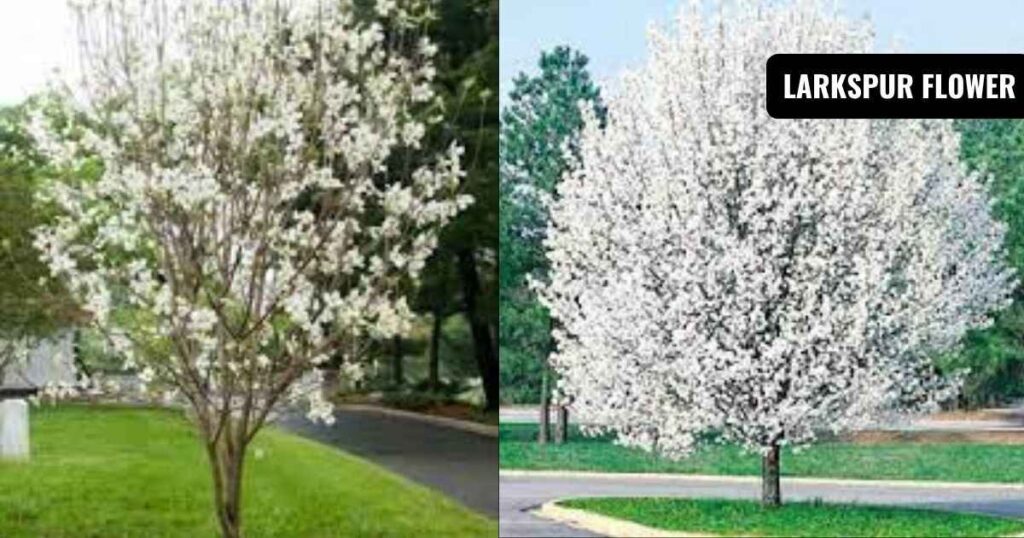 tree with white flowers