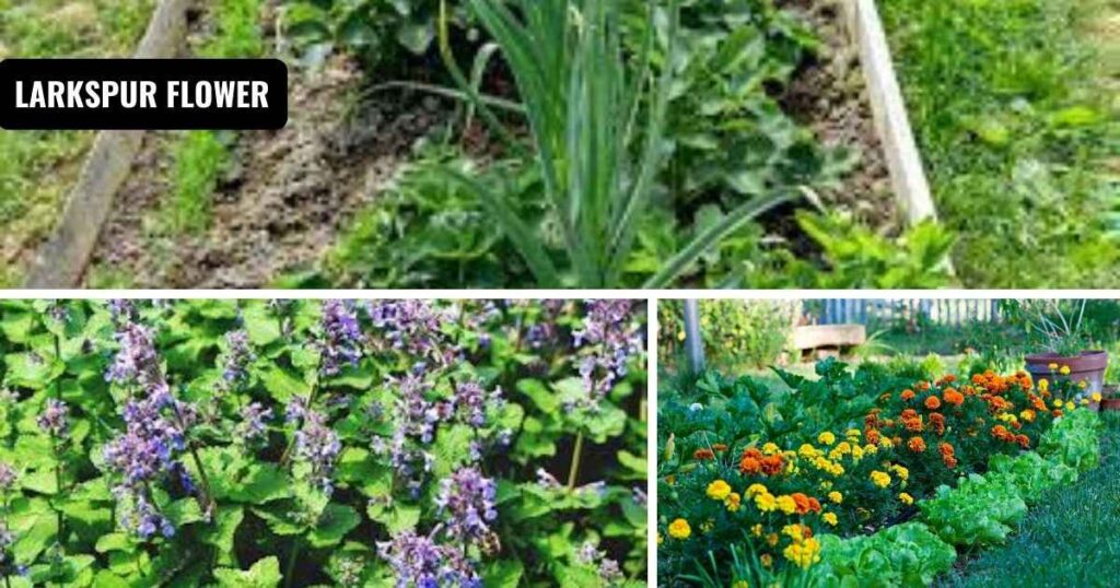 what can i plant with tomatoes