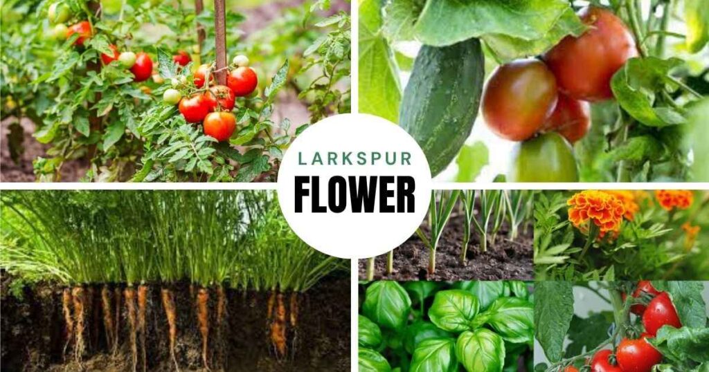 what can i plant with tomatoes