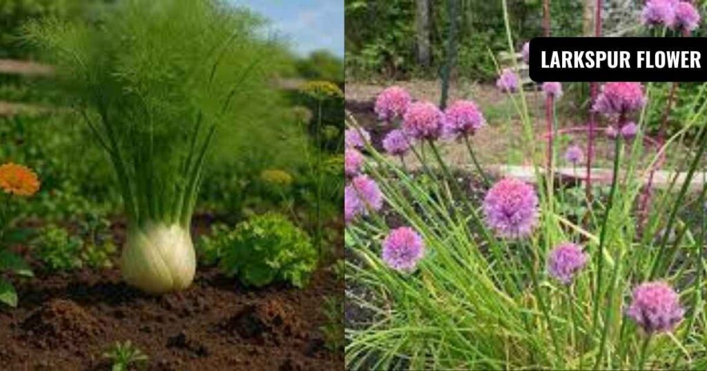 what can i plant with tomatoes