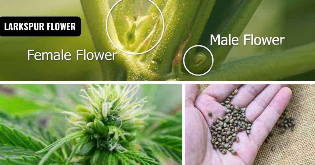 what do marijuana seeds look like