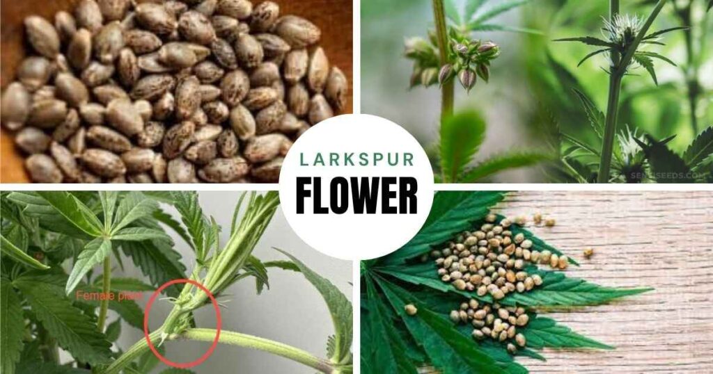 what do marijuana seeds look like