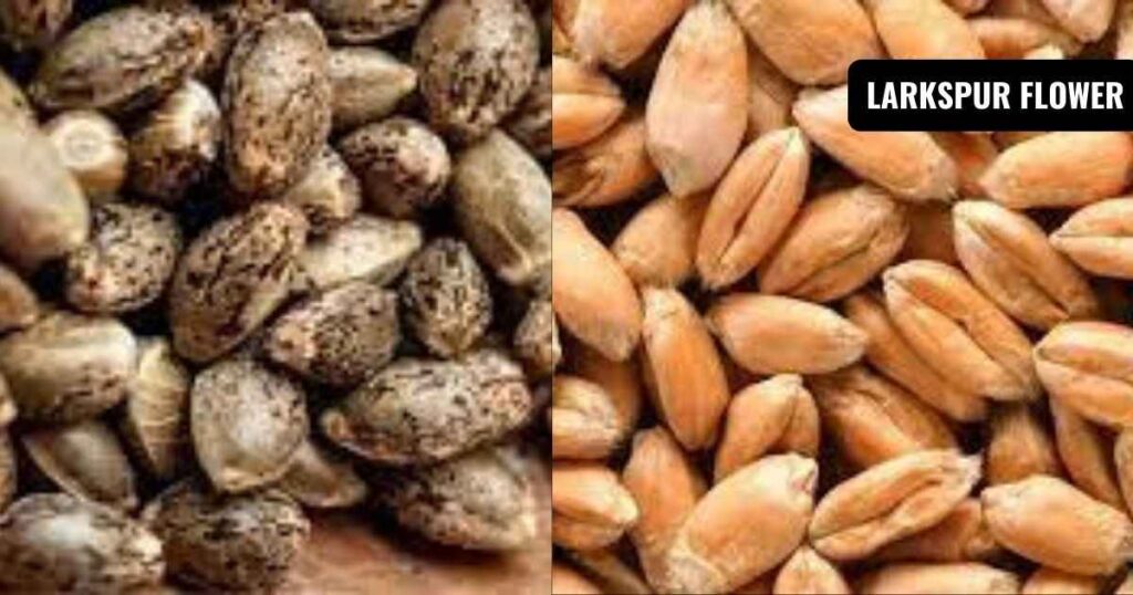 what do marijuana seeds look like: What Are the Characteristics of Wheat Seeds?