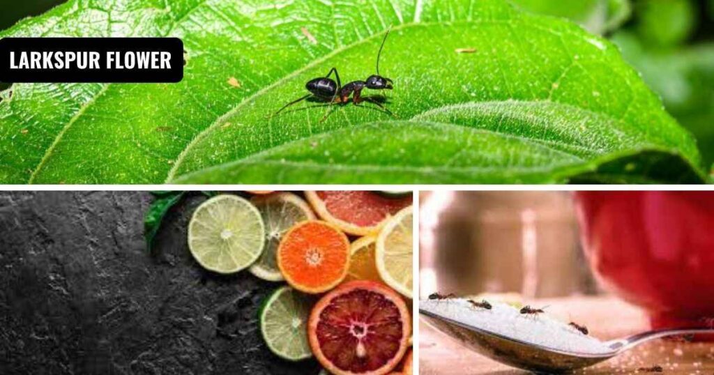 what does ants dislike